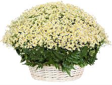 Цветочная композиция из Ромашки в корзине #REPLACE_PRED# Кочубее